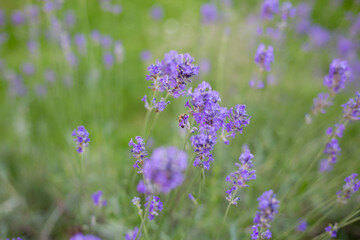 Lavendel mit einer Biene