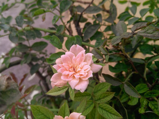 pink rose in the garden