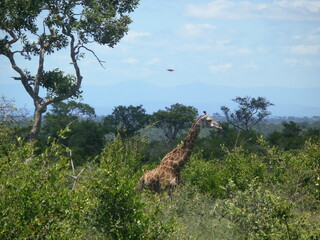 Giraffe at the Kruger National Park, in Mpumalanga, South Africa.