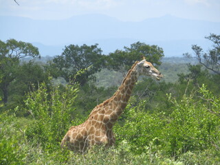 Giraffe at the Kruger National Park, in Mpumalanga, South Africa.