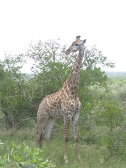 Giraffe at the Kruger National Park, in Mpumalanga, South Africa.