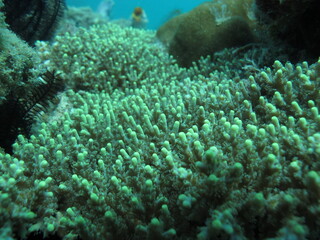 coral reef in the indonesian tropical sea from genera acropora