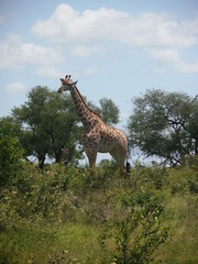 Giraffe at the Kruger National Park, in Mpumalanga, South Africa.