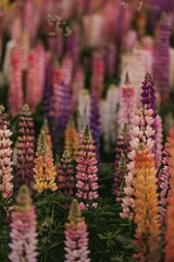 flower, nature, plant, flowers, purple, summer, spring, bloom, garden, green, lupin, blossom, flora, field, lupine, wild, blue, lavender, floral, pink, color, meadow, blooming, macro, leaf