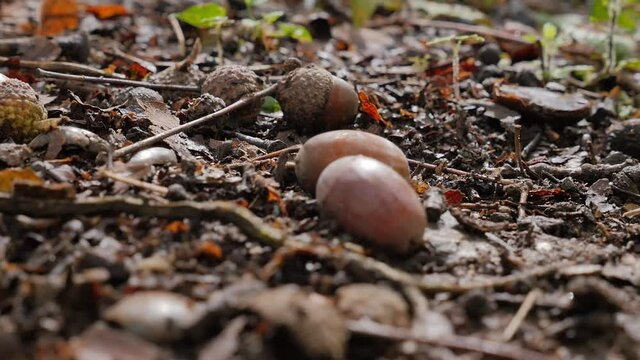 Couple of Acorns Scattered on Forest Floor, Autumn Background, Close-up - Powered by Adobe