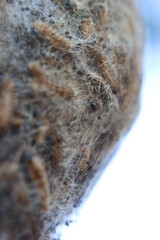 Gespinst des Eichenprozessionsspinner