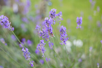 Obraz premium Lavendel mit einer Biene