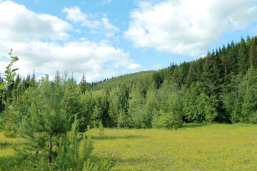 summer landscape with forest