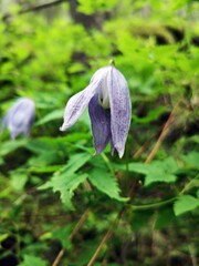 Purple flower - Alpine clematis  - Clematis alpina 