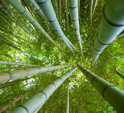 Bamboo canes seen from below