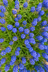 Beautiful Lavender flower