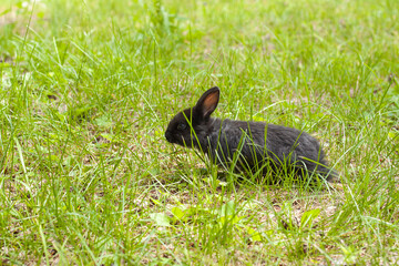 Little cute black rabbit in green grass