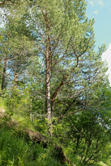 Obraz na płótnie Canvas trees in the woods
