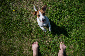A loyal dog looks at the owner. Playful Jack Russell Terrier puppy standing next to the bare male feet on the green grass. View from above. Faceless man looks at the pet walking in the park.
