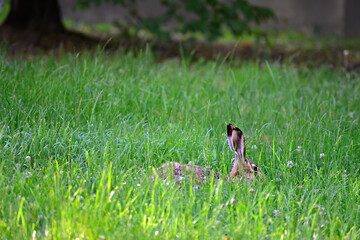 Wild european hare in green grass. Lepus Europaeus on green background. Wild brown hare with big ears hiding in fresh grass.