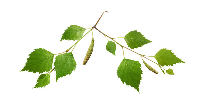 Birch branch with young leaves and catkins isolated on white background