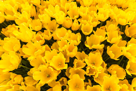 Yellow Tulips Background. © resul