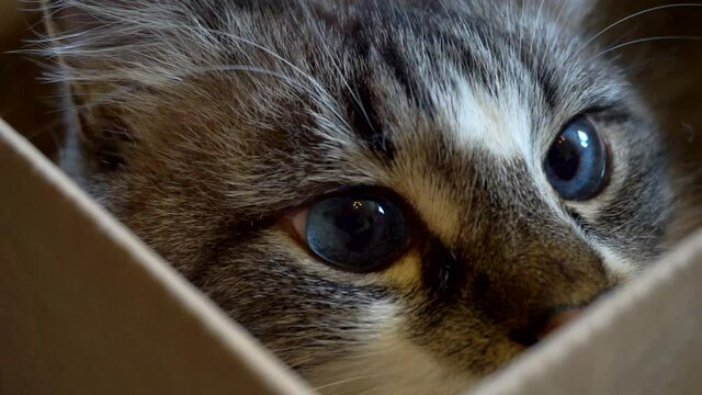adult domestic cat is hiding in a cardboard box.