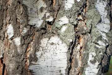 Birch located in the southern Urals.