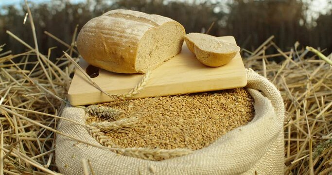 Freshly baked farm bread on a jute bag filled with wheat grains, in the beautiful rays of the sunset, against the background of a wheat field. Farm baked goods