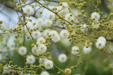 beautiful yellow acacia babul flower in nice blur background wallpaper hd