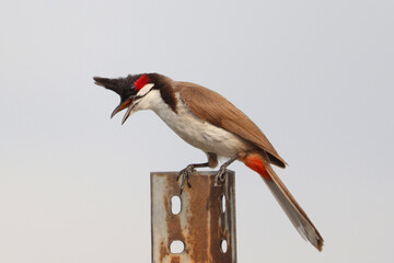 Red -whiskered Bulbul with open beak