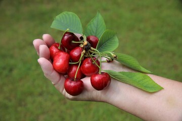 Cherries in hand,germersdorf variety.