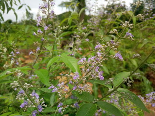 wild flowers in the forest