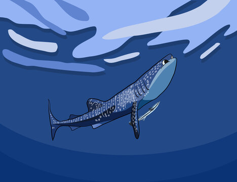 whale shark with remora fish vector
