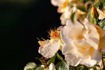 Expended apricot rose in the evening garden close up.