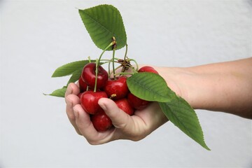 Half a handful of cherries,germersdorf variety.