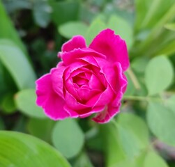 pink rose with green leaves spreading love