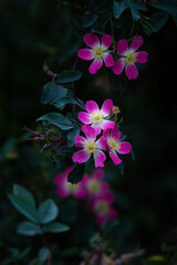 Fototapeta na wymiar Five flowers of pink white with yellow centre wild rose in the evening garden