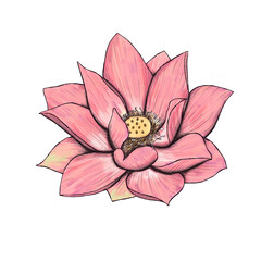 Pink lotus flower decor 300 dpi digital art