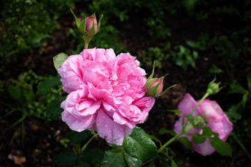 Huge pink rose peony like rose in the garden after the rain