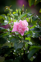 Light pink rose in the garden after the rain