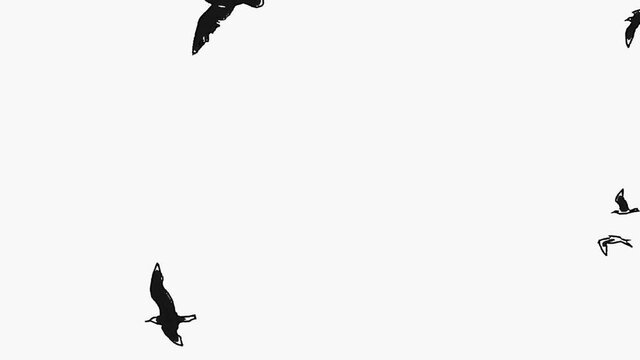 Birds flying sketch style animation. Isolated birds flying around screen.