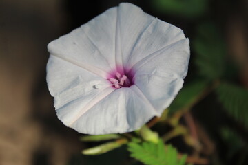 Fototapeta na wymiar beautiful flower in the garden hd