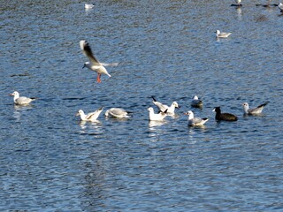 Water birds on the lake: seagulls, wild ducks and common coot birds