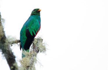 Pharomachrus auriceps (Golden-headed quetzal)
