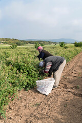 unidentifable farmers picking crops in a field in summer