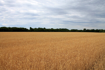 field of wheat