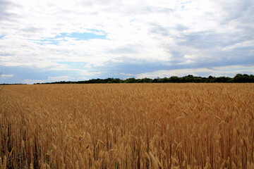 field of wheat