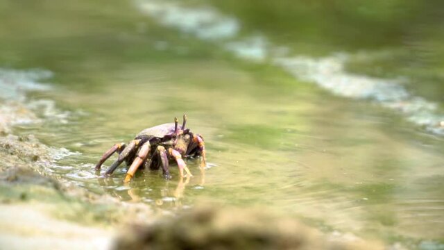 Small crab eating in algae in slow motion
