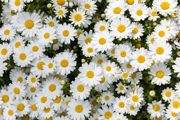 Beautiful daisy camomile flower.