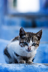 Wild cat in the street in Chaouen