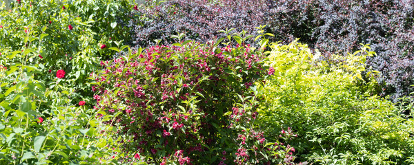 image of beautiful flowers in the summer garden