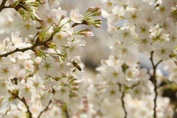 Cherry blossom with white flowers.
