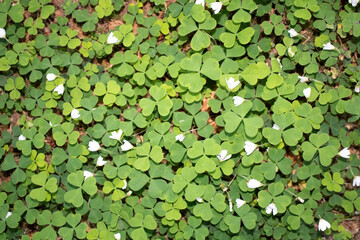 Background of green leaves and flower of clover 