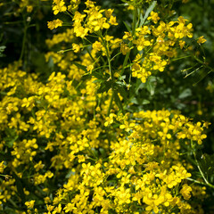 Field of bright yellow rapeseed in spring